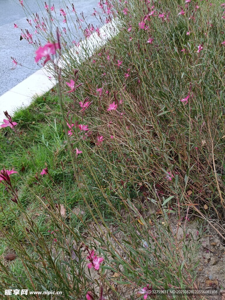 路邊綻放的粉色小花