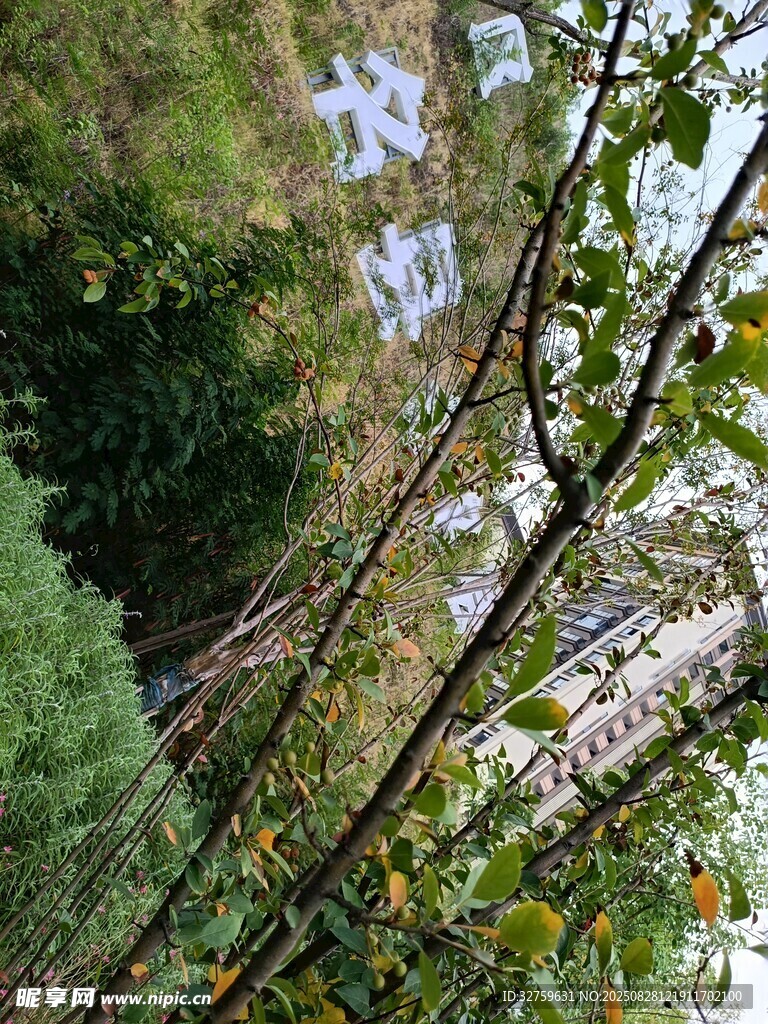 林間溪流邊的繁茂綠植