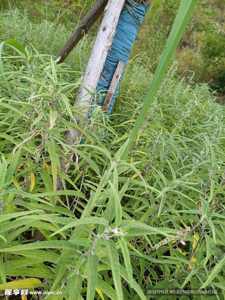 田間除草場景