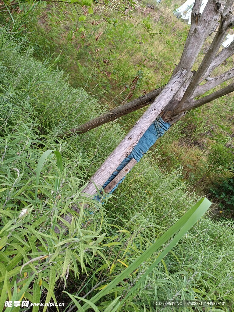 倒地電線桿旁的綠色植被