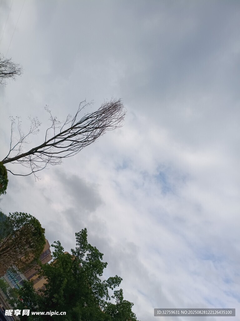 天空下的植物枝葉