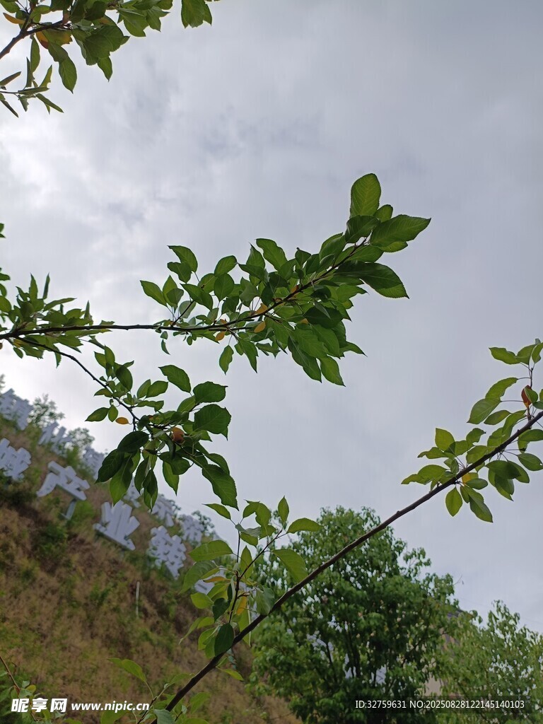 仰視視角下的繁茂綠葉
