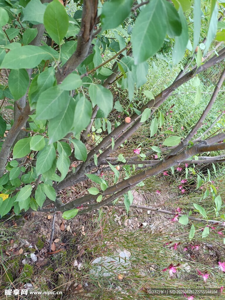 繁茂枝葉下的地面景象