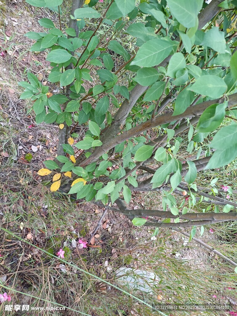 綠葉下的多彩果實(shí)