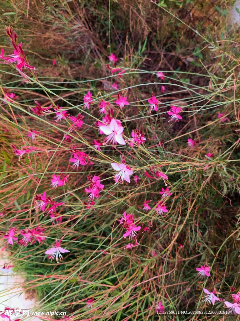 粉色小花點(diǎn)綴草叢間