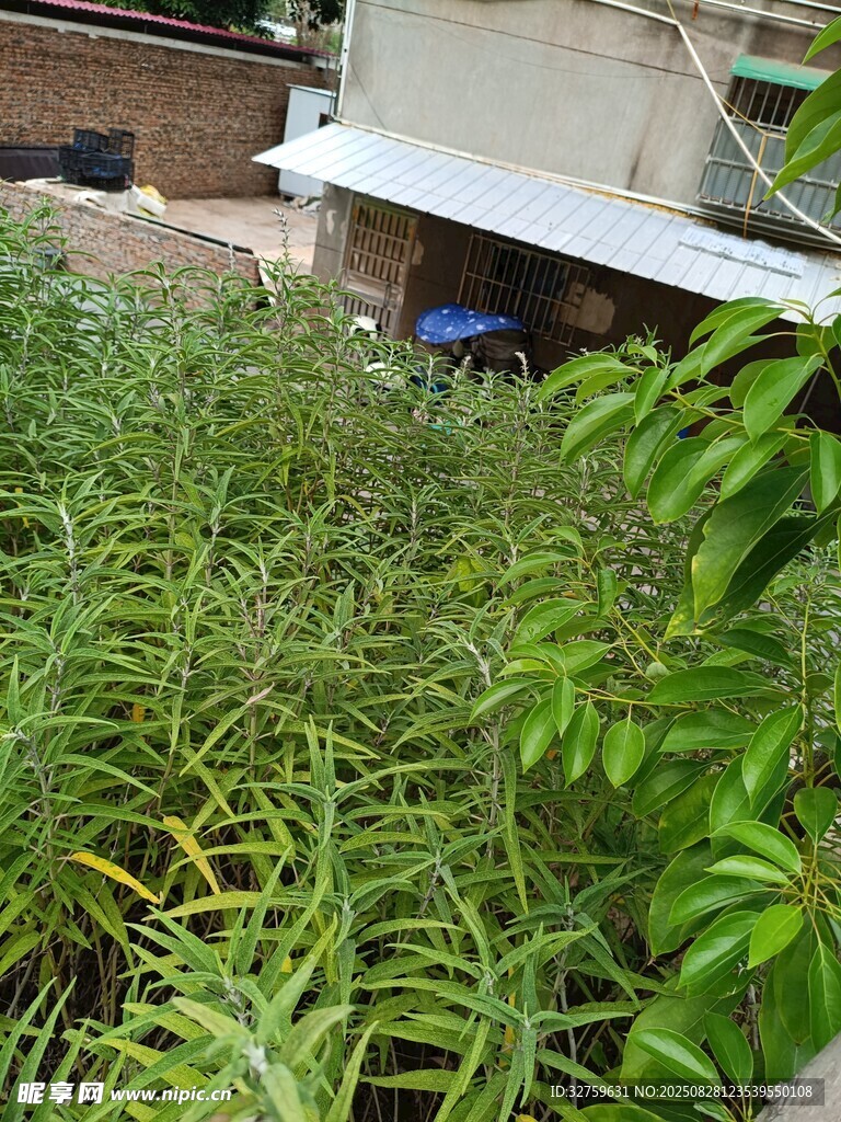 繁茂綠植展現(xiàn)自然生機