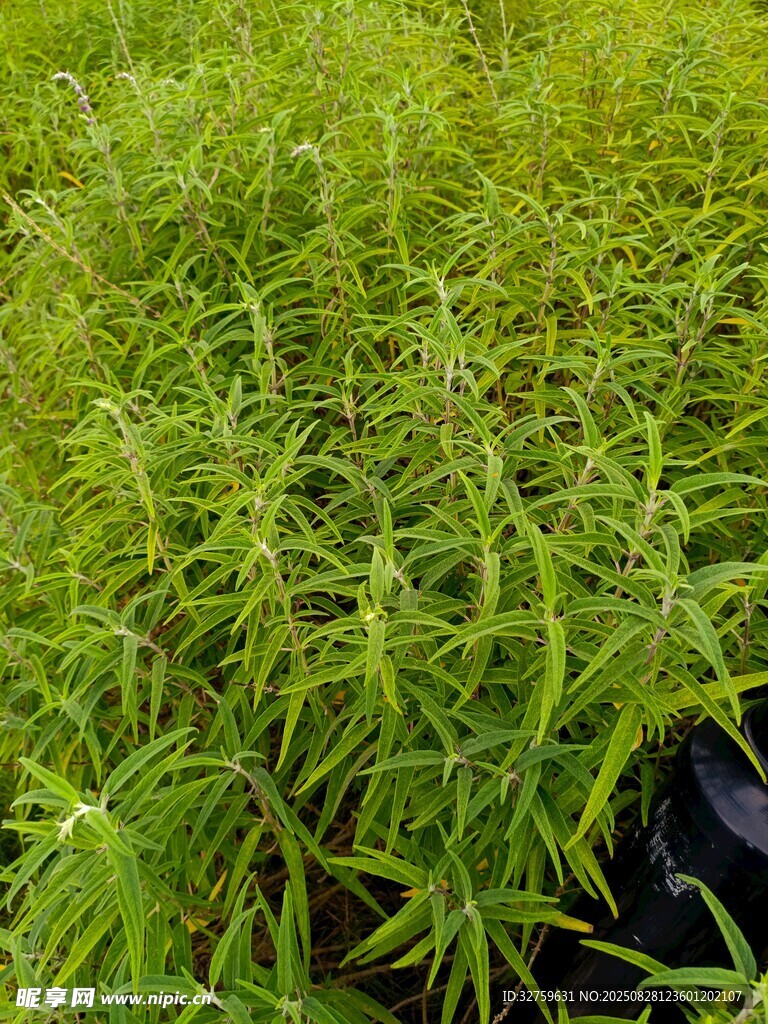 嫩綠植物幼苗密集生長(zhǎng)
