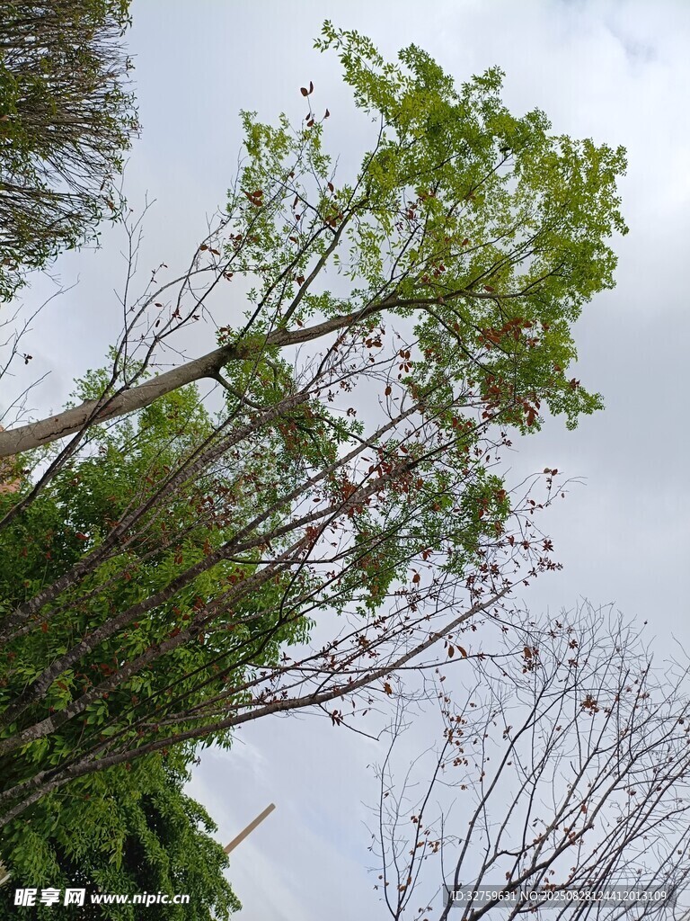 高聳綠樹與灰白天空景象
