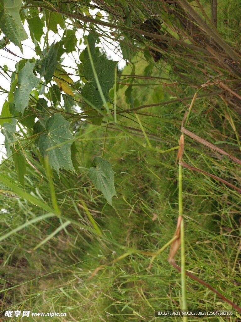 野外綠色植物特寫畫面