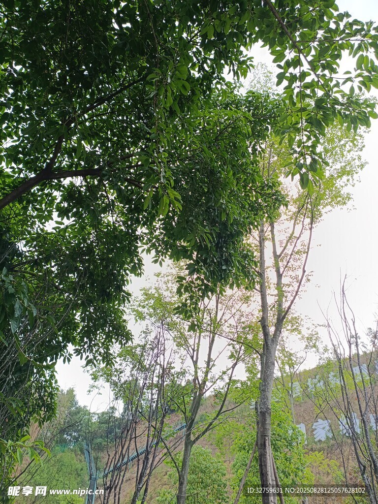 綠樹成蔭的戶外景致