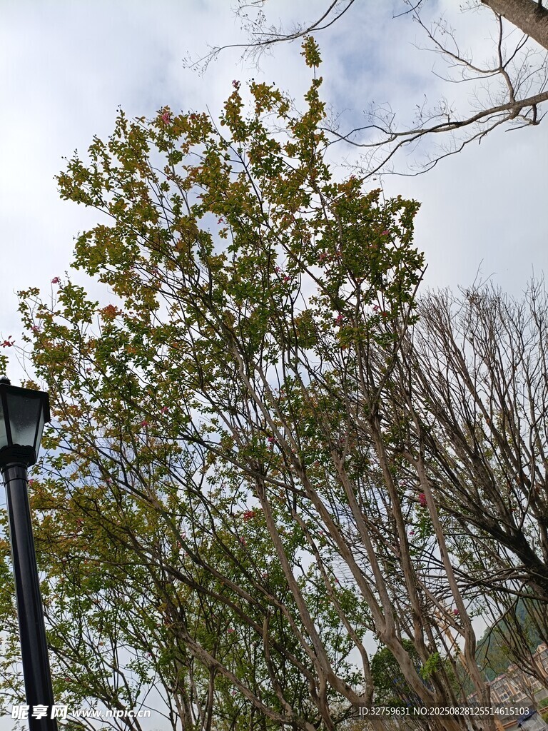 秋日街頭路燈旁的樹木
