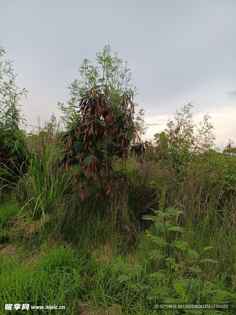 野外繁茂綠植景觀