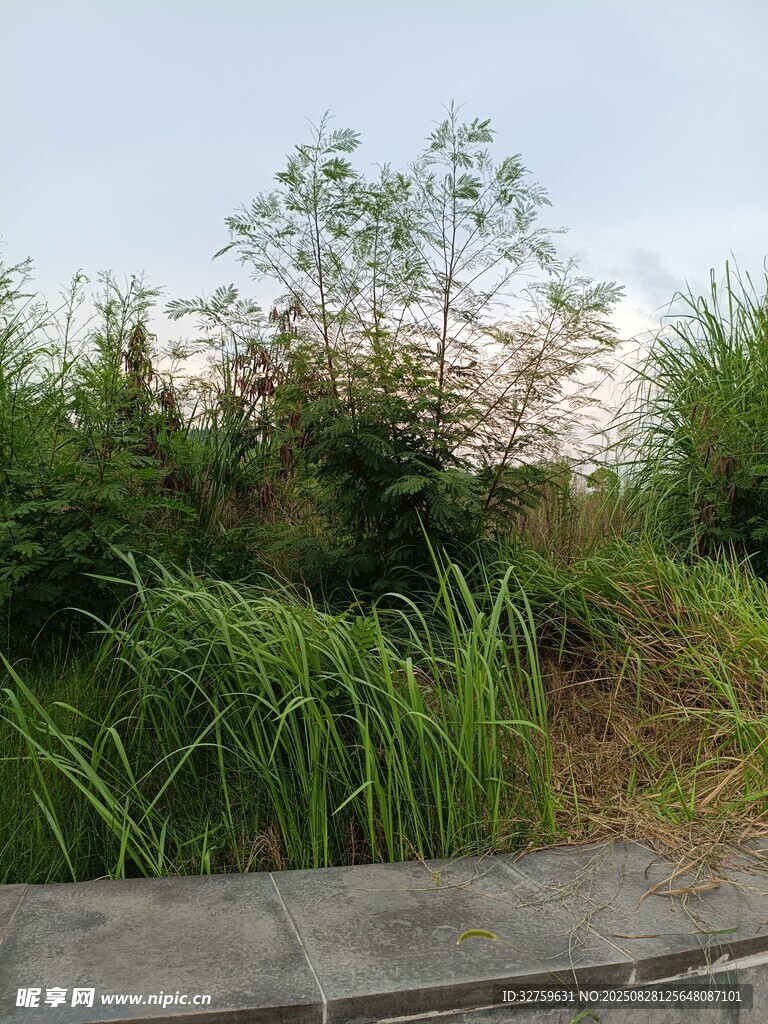 戶外綠植景觀