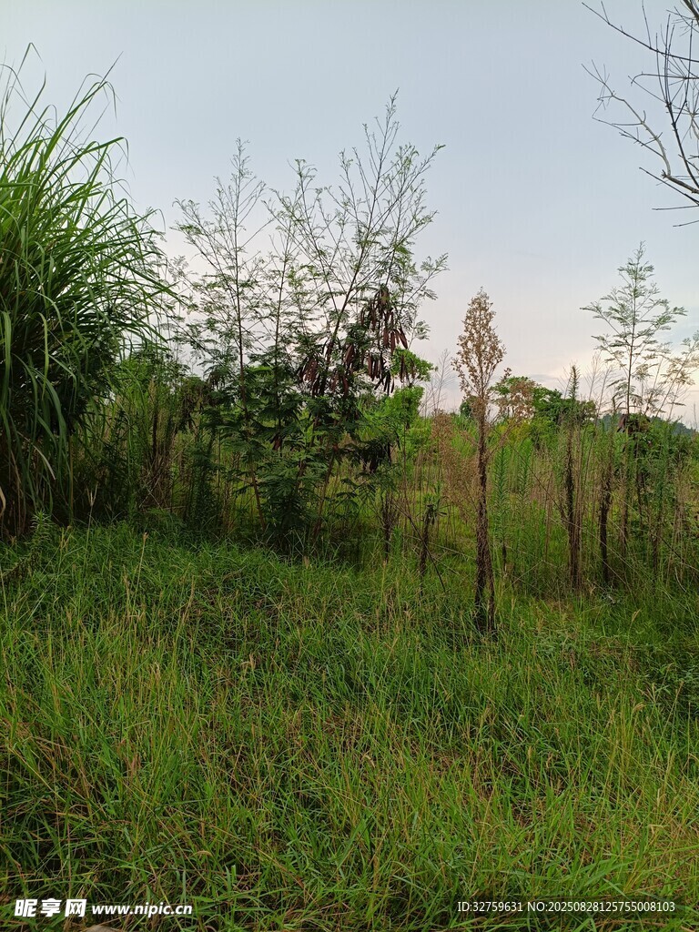 野外草地風(fēng)景