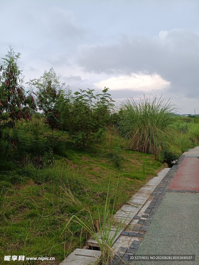 郊外小徑旁的綠植景觀