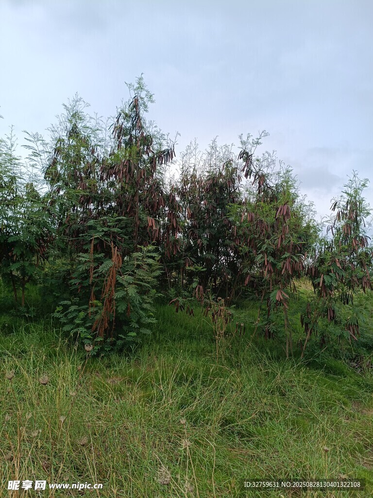 山坡上的繁茂綠植