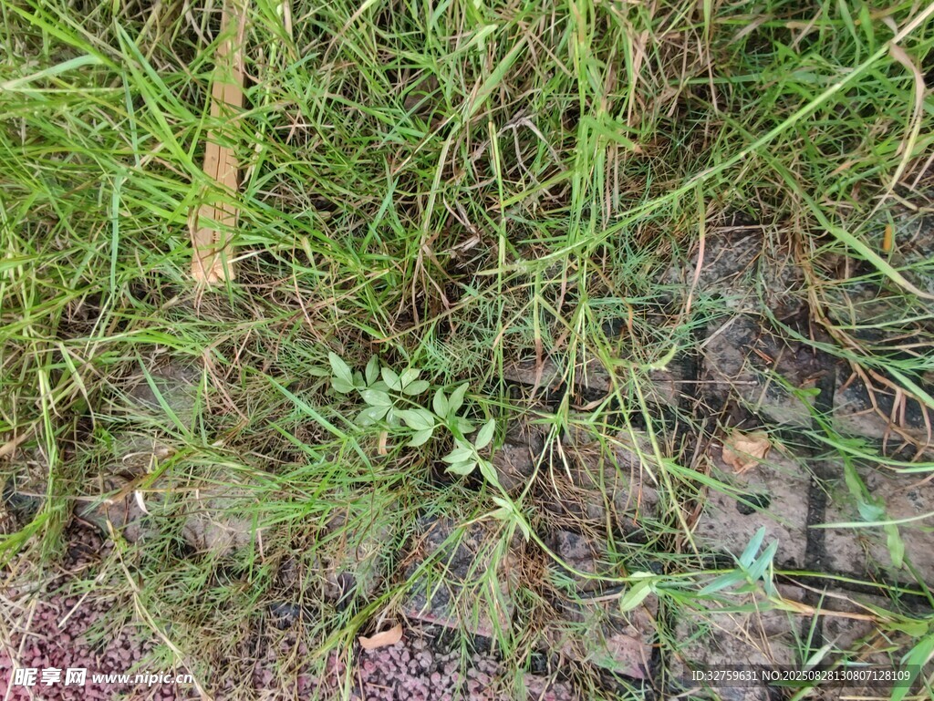 濕地中的綠色水生植物