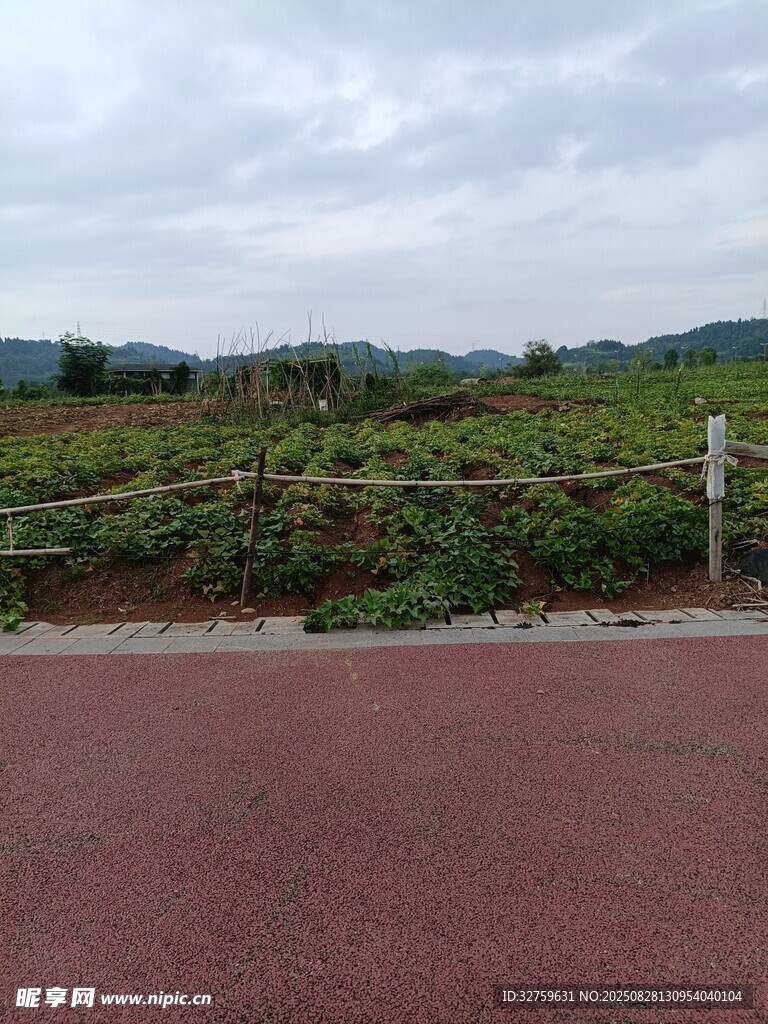 紅道旁綠意盎然的田園風光