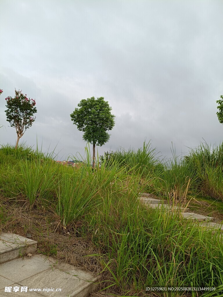 草地小徑旁的綠樹景觀