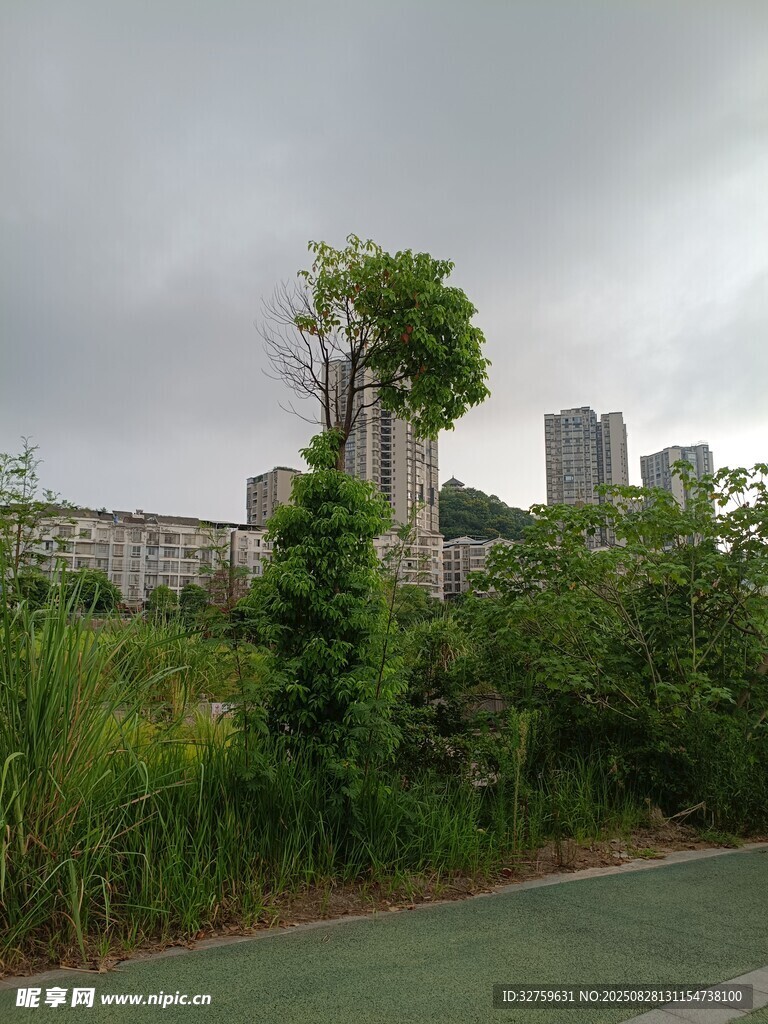 城市旁綠意盎然的自然景觀