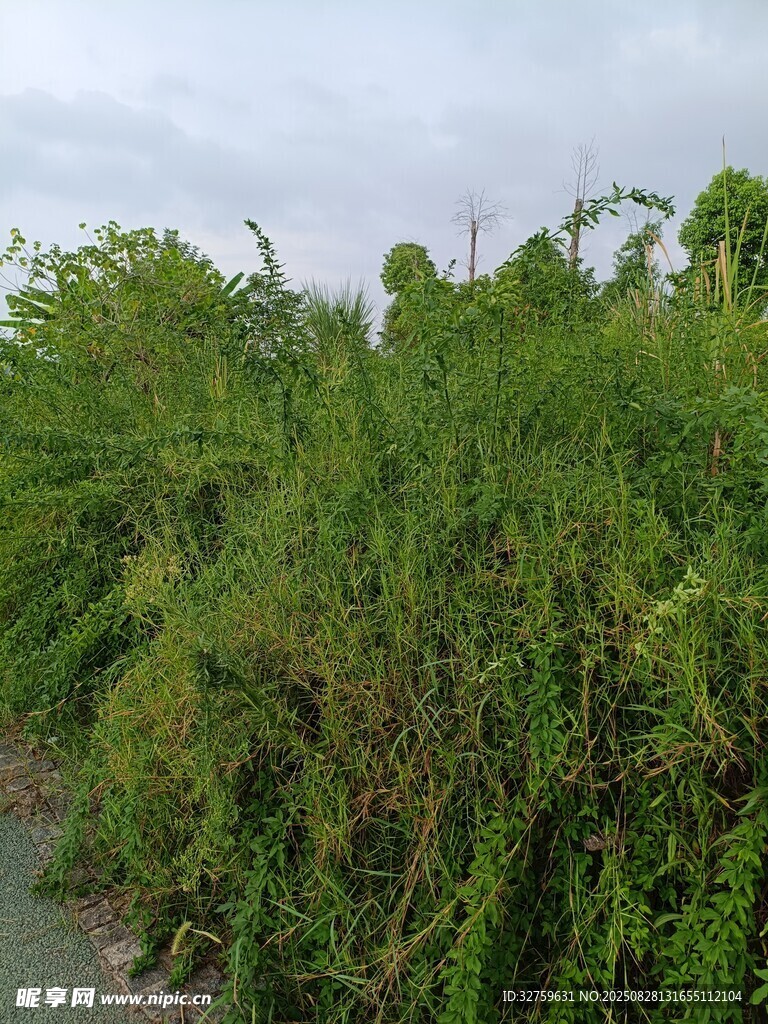 路邊繁茂的綠色植物