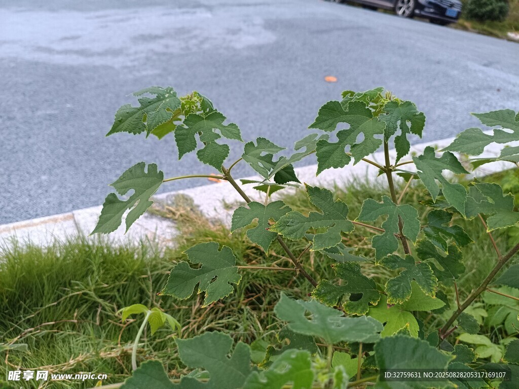 路邊蓬勃生長的綠色植物