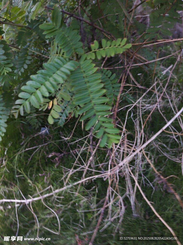 野生蕨類植物特寫