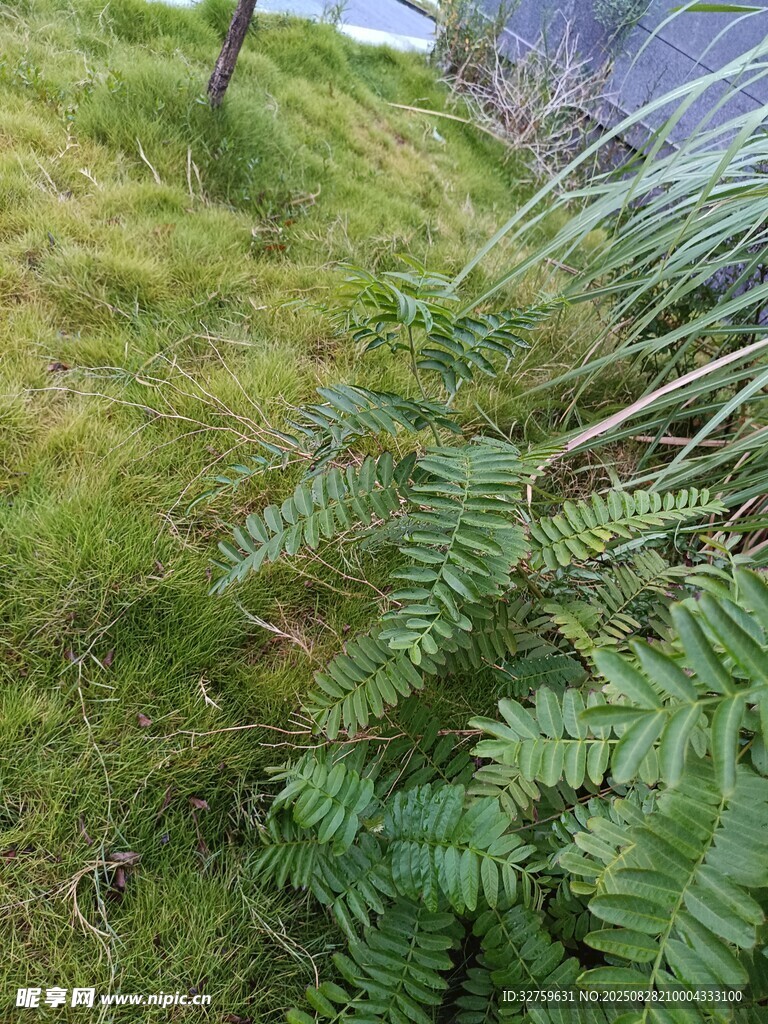 山間翠綠蕨類植物景象