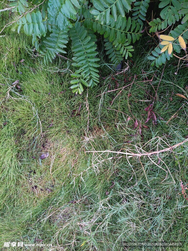 地面上的蕨類植物與雜草