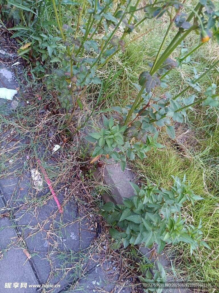 路邊生長(zhǎng)的綠色植物