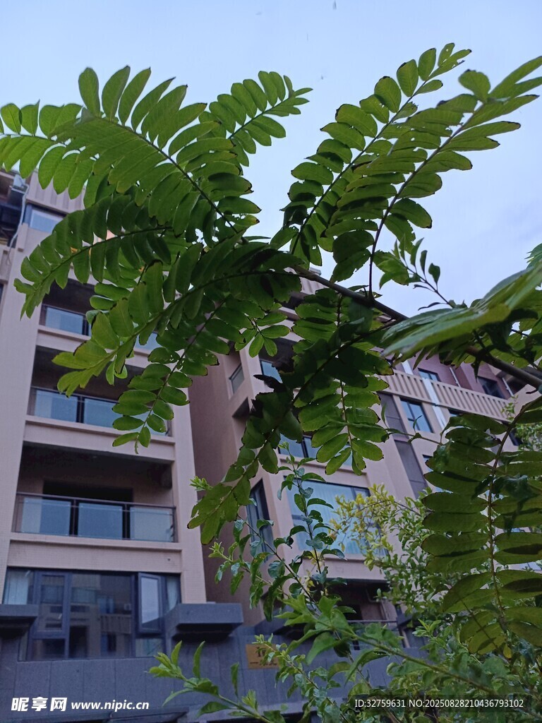 綠葉繁茂映襯多層建筑