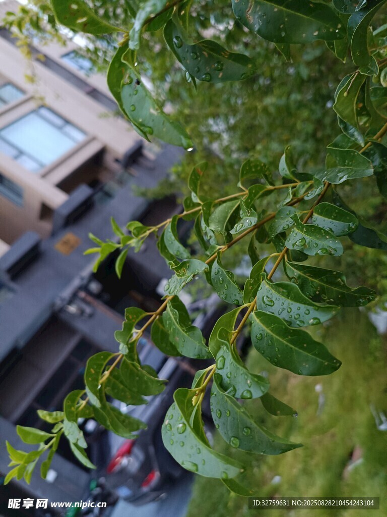 綠葉垂掛下的城市景象