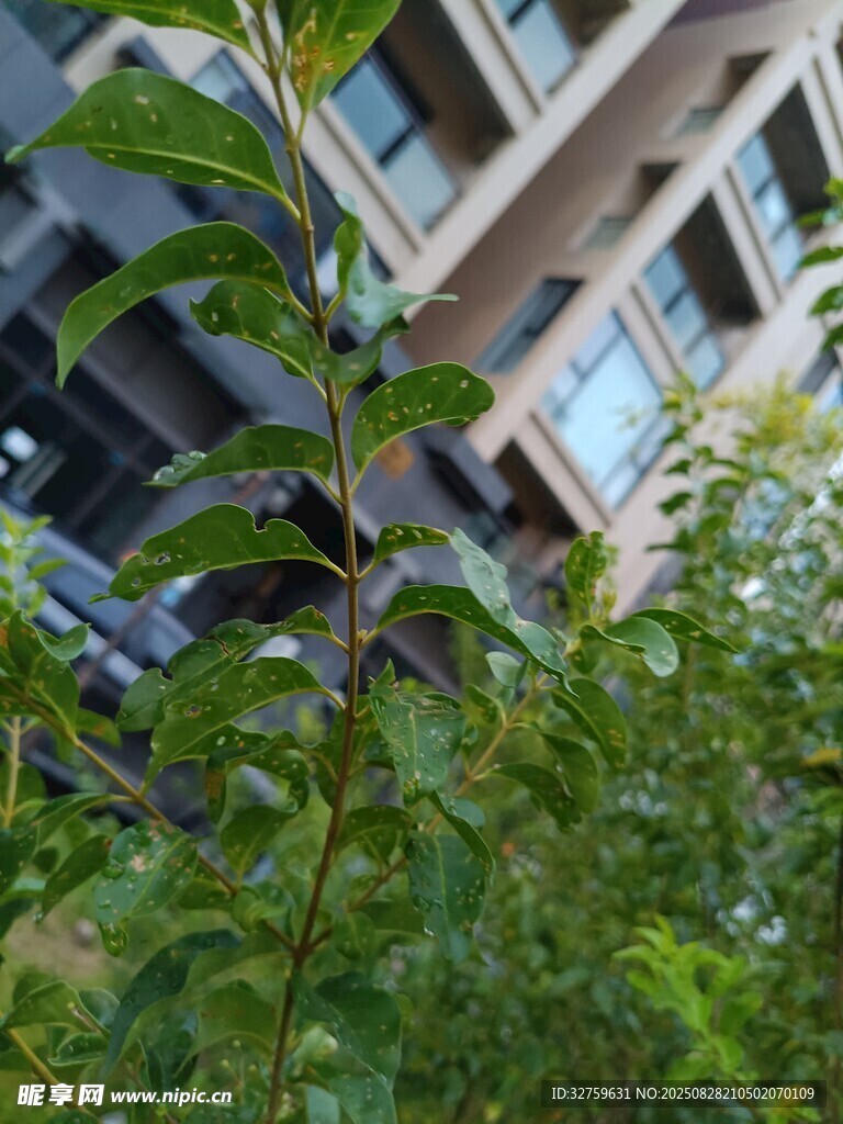 樓前綠意盎然的植物景象