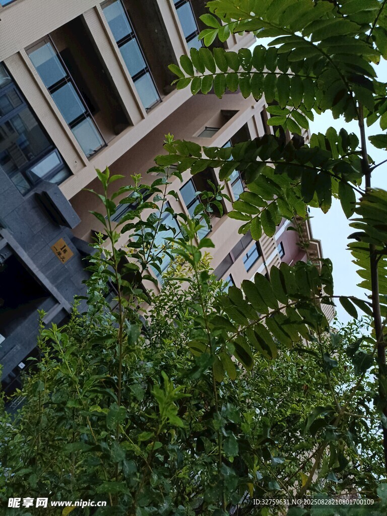 透過綠植看現(xiàn)代建筑