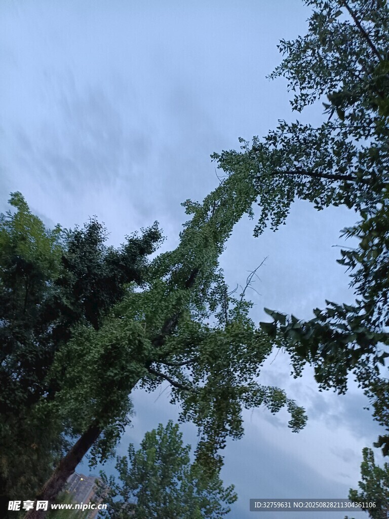 仰視蔥郁樹木與天空
