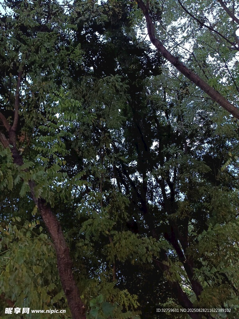 茂密樹林中的繁茂樹冠