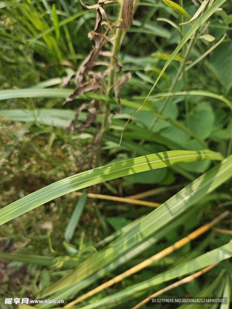 野外綠色植物特寫