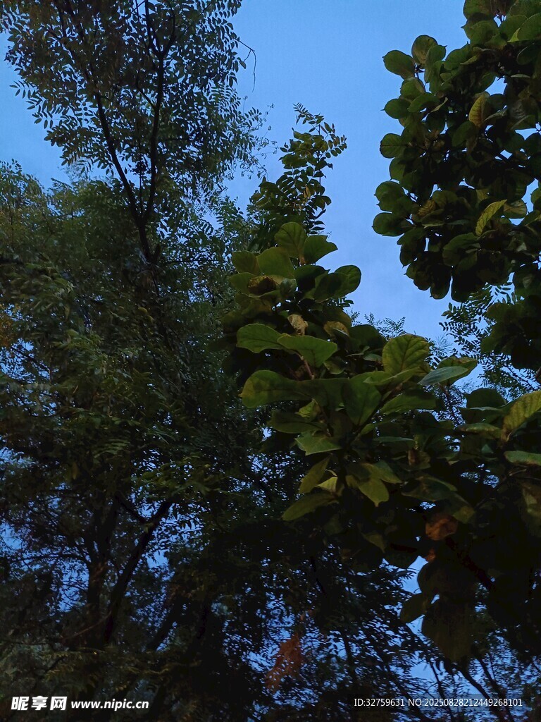仰望藍天與繁茂樹木