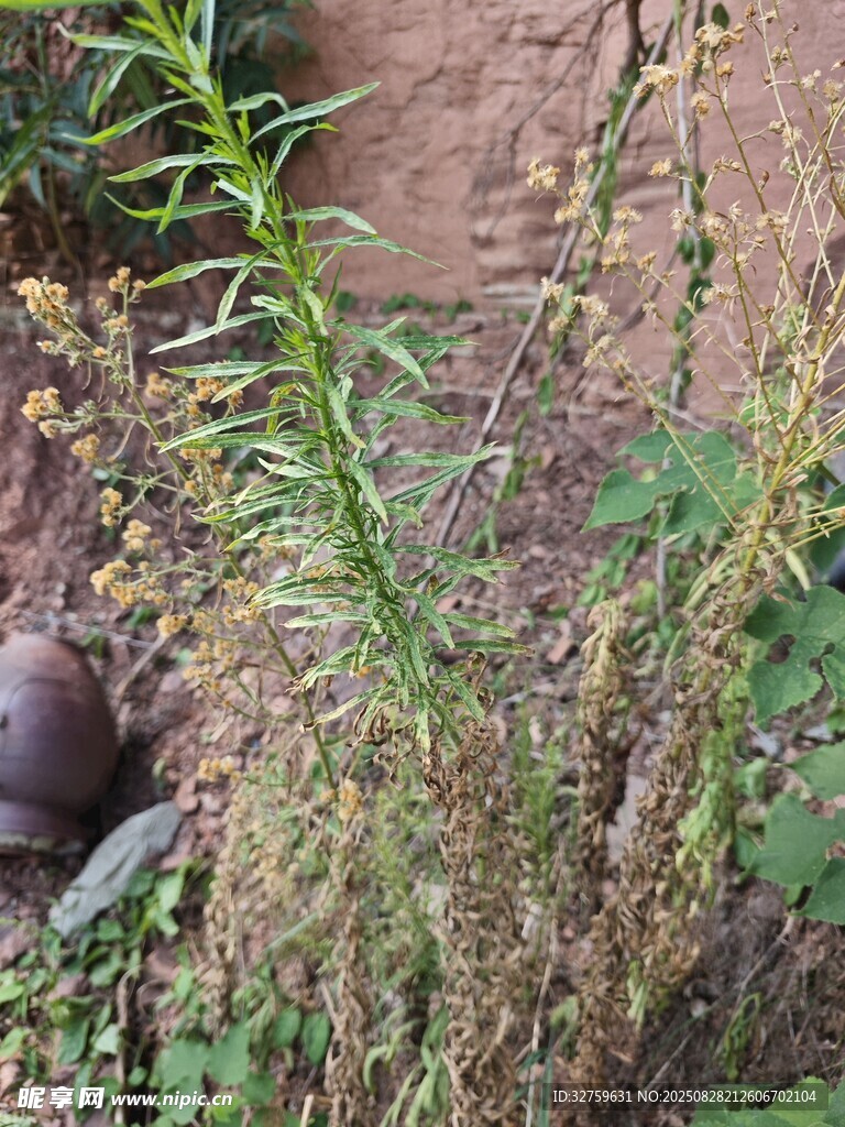 墻邊生長的繁茂綠色植物