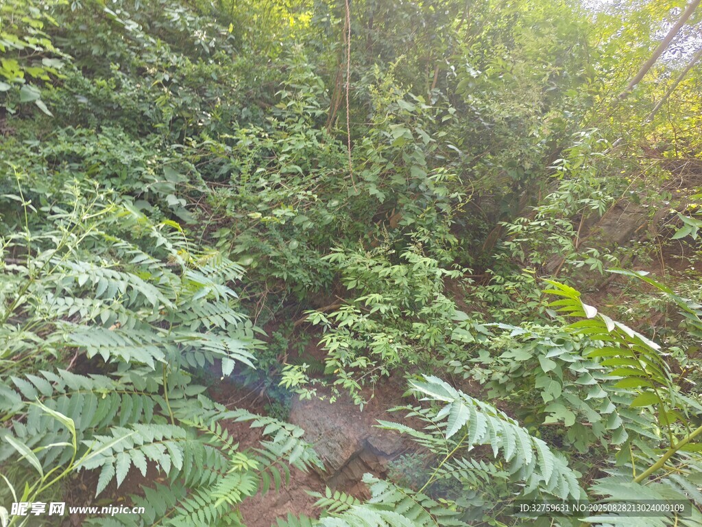 茂密叢林中的蕨類植物