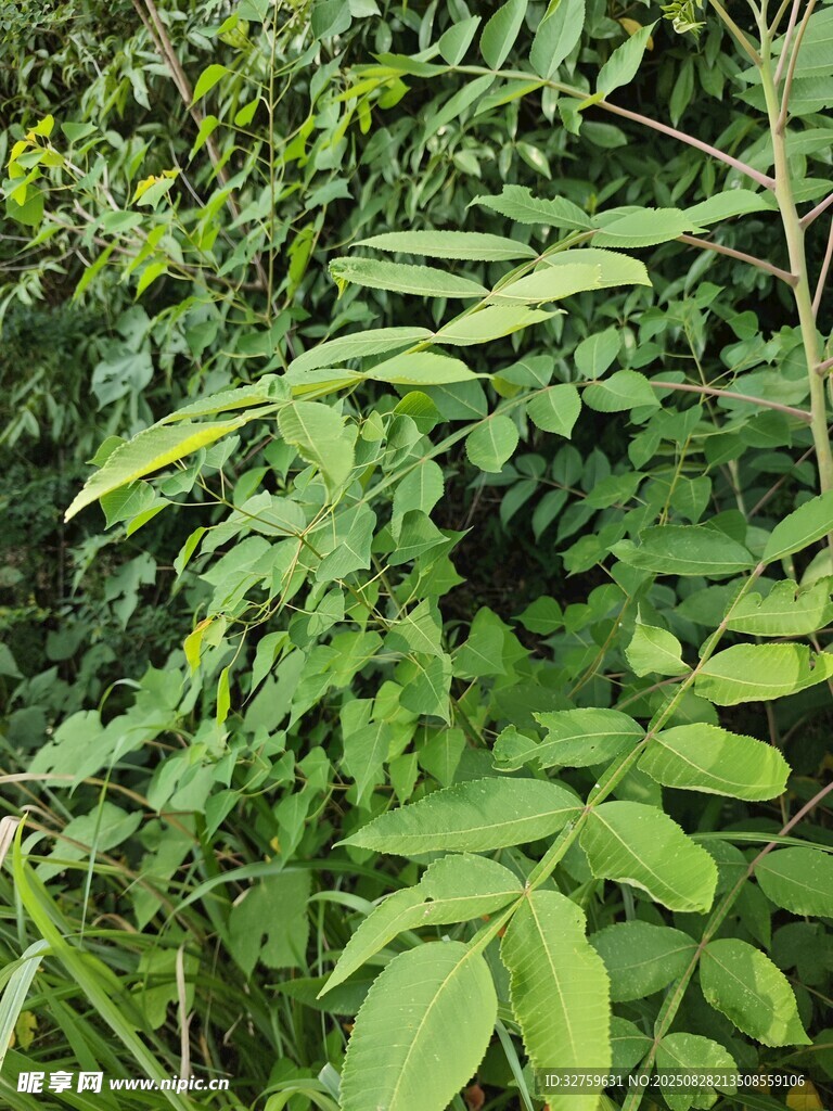 繁茂綠植