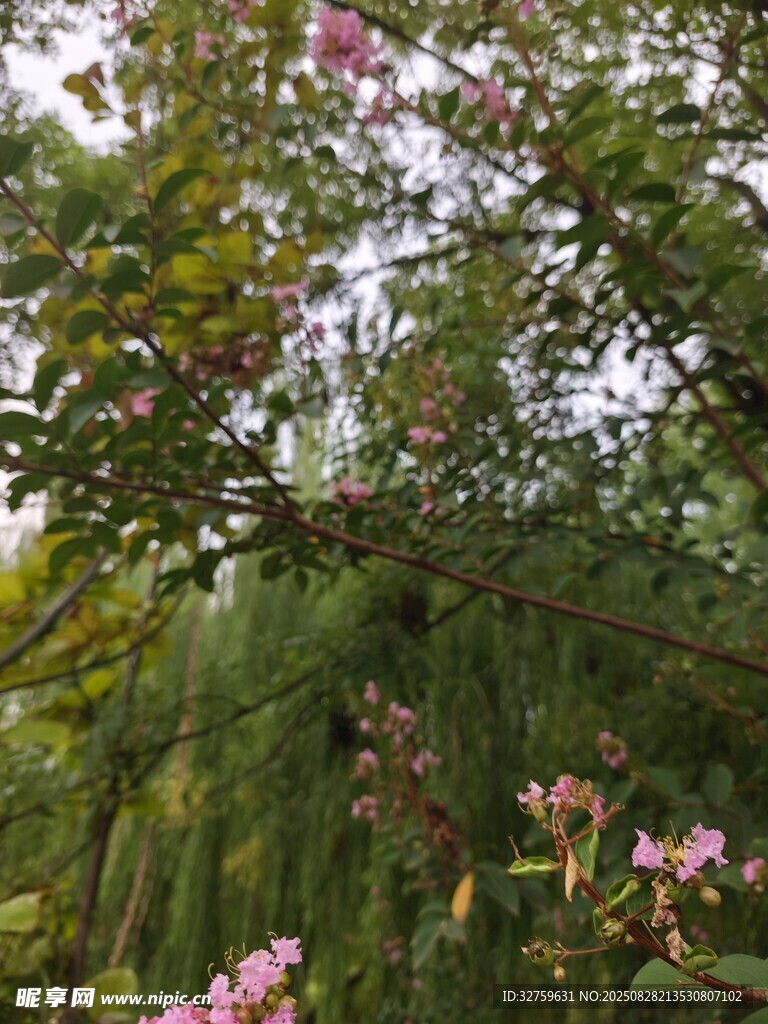 繁花滿樹的綠意景致