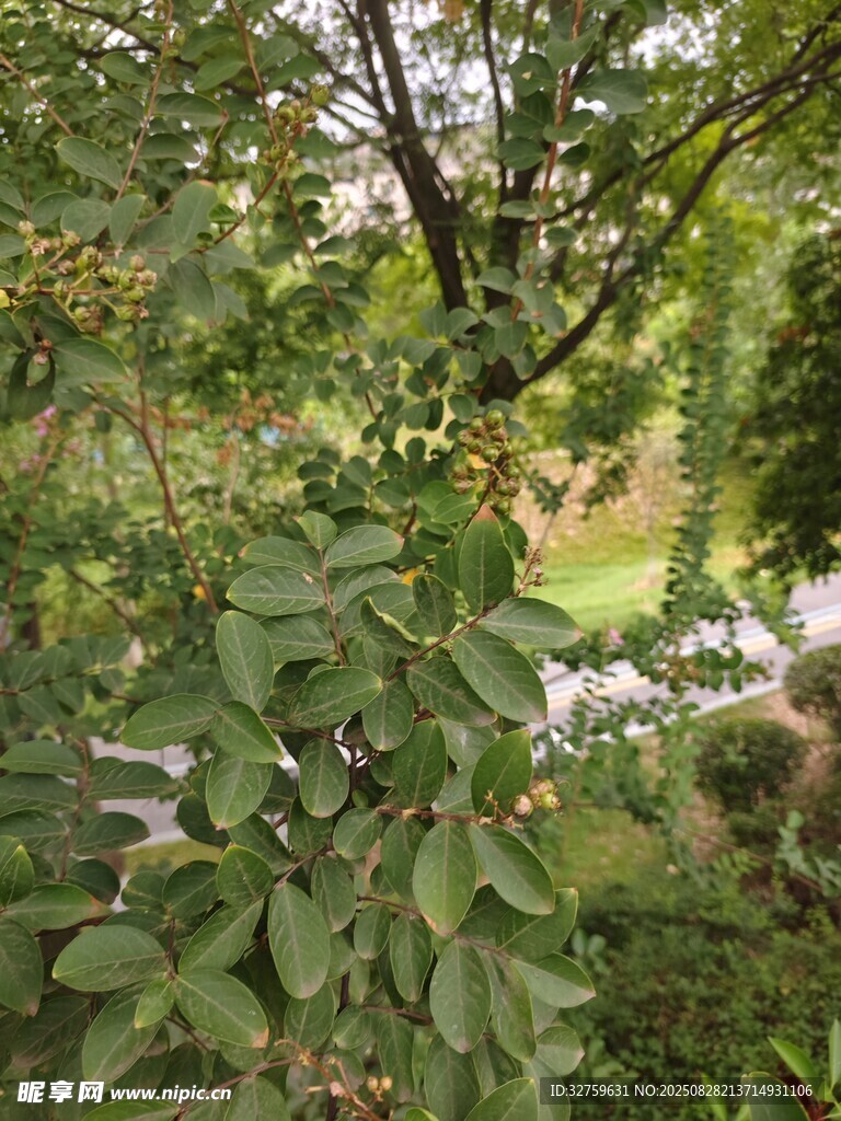 綠意盎然的自然植物景觀