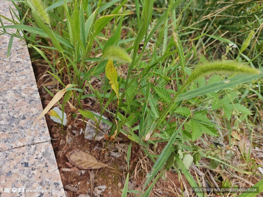 路邊生長(zhǎng)的綠色植物