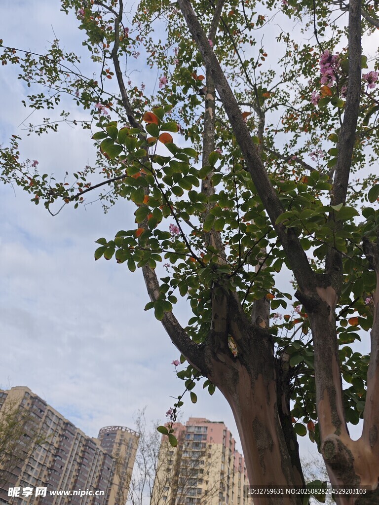 城中繁花樹