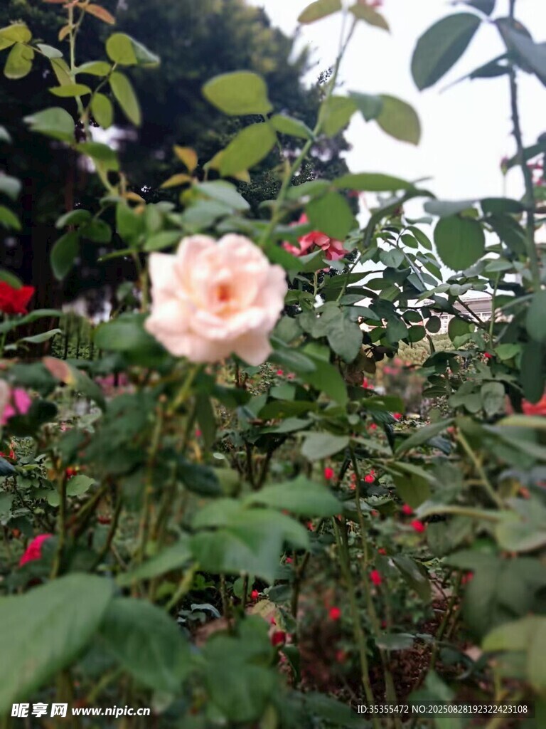 粉色月季綻放于綠葉間