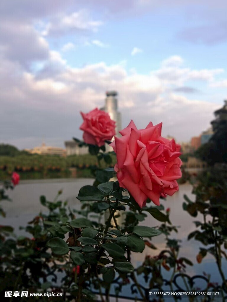 湖畔綻放的嬌艷紅月季