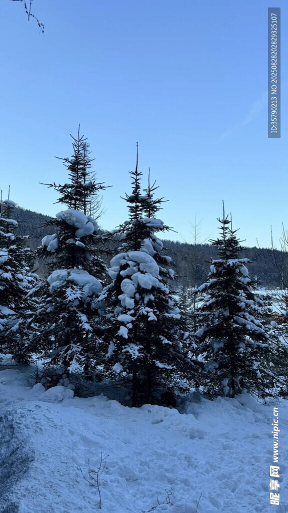 雪覆松林的冬日美景