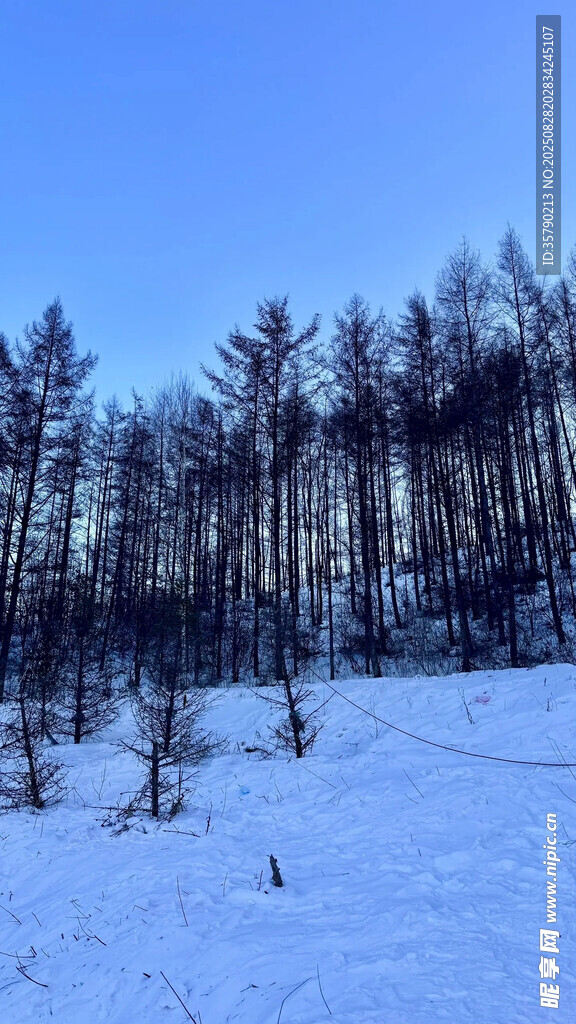 冬日雪林景觀