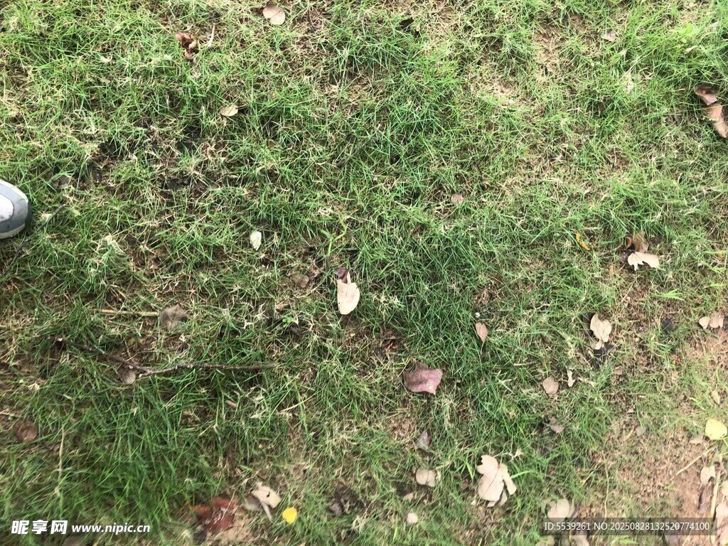 草地上散落的多彩樹葉